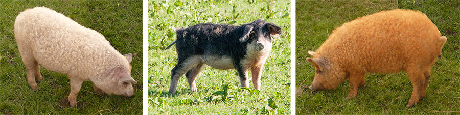 Mangalitza Rassen Blondes, Schwalbenbuchig und Rotes Mangalitza Schwein